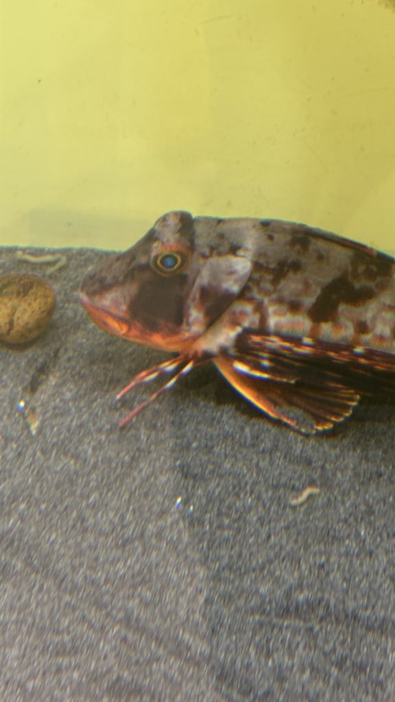 サンシャイン水族館