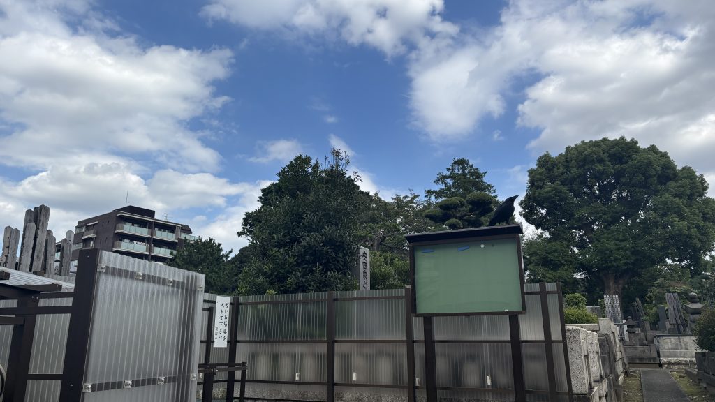 護国寺にいたカラス
