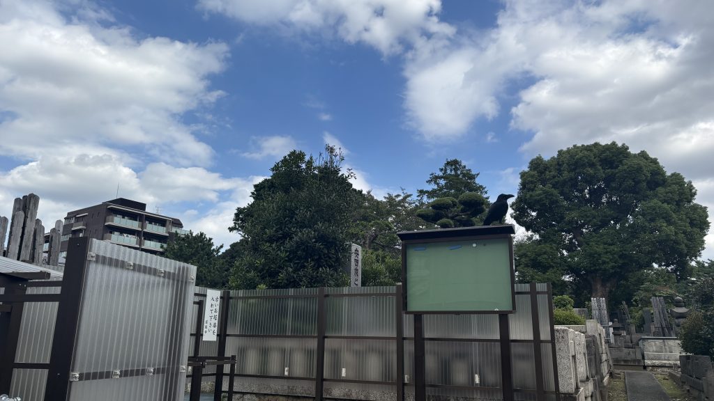 護国寺にいたカラス2