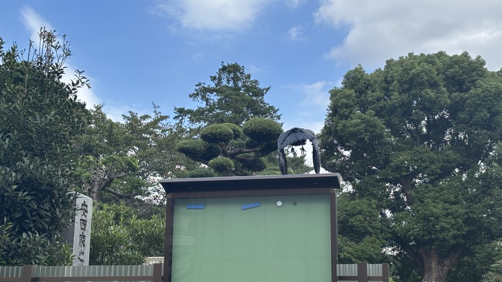 護国寺にいたカラスが飛び立つ